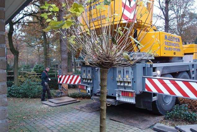 klimmer in aktie om de ketting vast te maken aan de boom in Gilze hoveniersbedrijf 